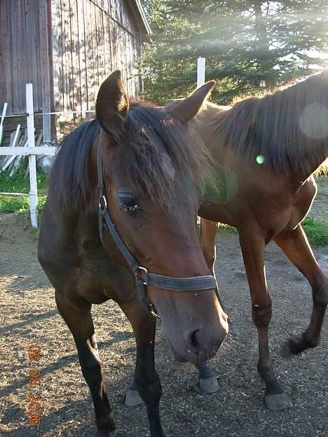 Traver No Surprice M(vesla)død - 7.8.06 billede 16