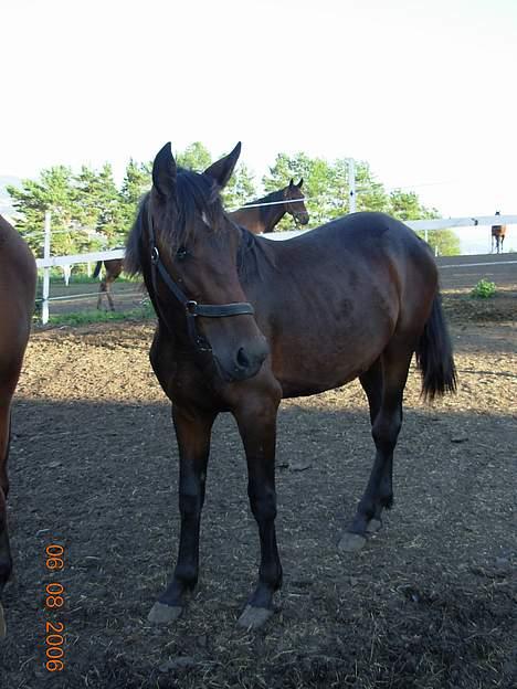 Traver No Surprice M(vesla)død - 7.8.06 billede 17