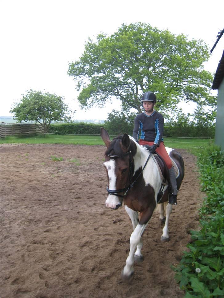 Pinto Tequilla billede 3