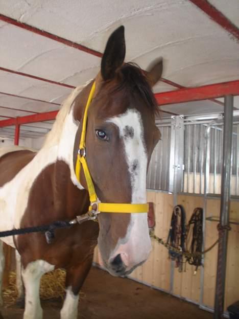 Pinto Tequilla billede 4