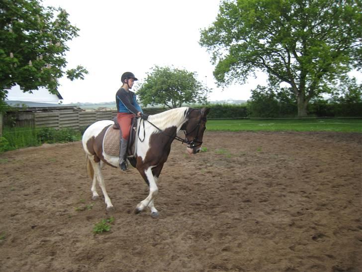 Pinto Tequilla - Dressur billede 6