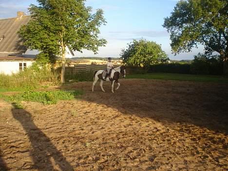 Pinto Tequilla - Dressur billede 7