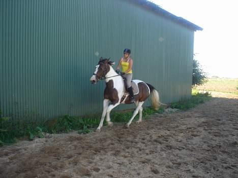 Pinto Tequilla - Fuld galop billede 12