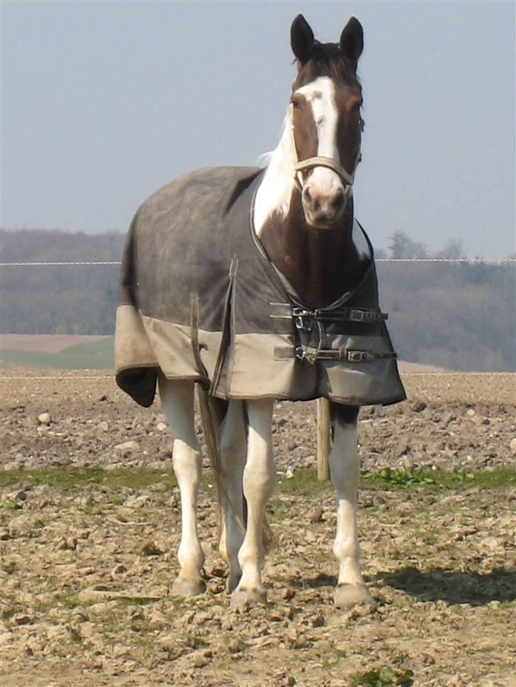 Pinto Tequilla billede 17