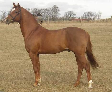 Welsh Pony af Cob-type (sec C) Romy's Elegant - Ellie´ztar s Vati .. billede 6