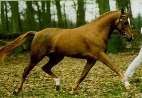 Welsh Pony af Cob-type (sec C) Romy's Elegant - Vati igen .. billede 7