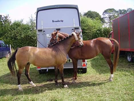 Welsh Pony af Cob-type (sec C) Romy's Elegant - Gnubber .  billede 8