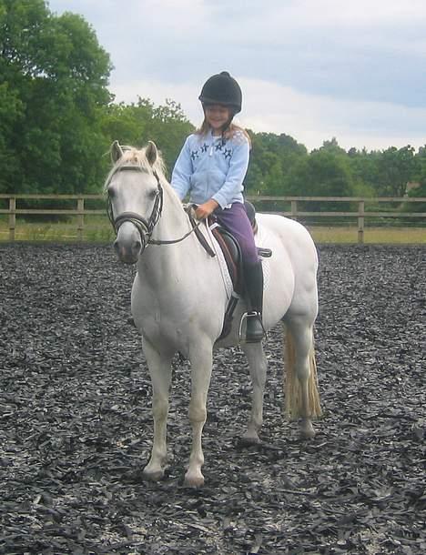 Welsh Pony (sec B) Lyngvejens Agent billede 14