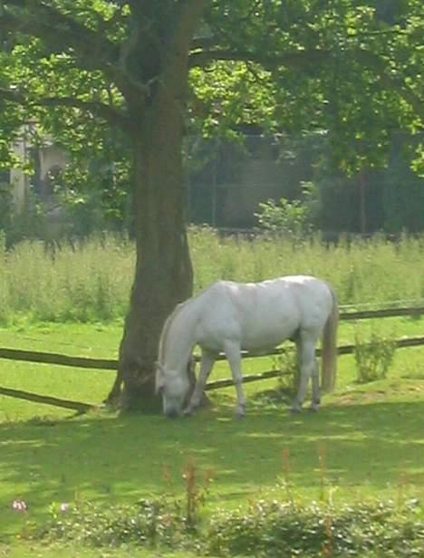 Welsh Pony (sec B) Lyngvejens Agent - Agent på fold. billede 15