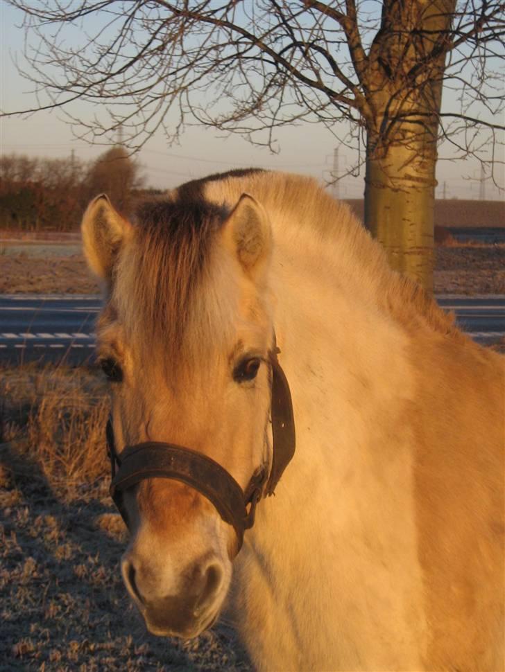 Fjordhest Freja Toft ¤ R.I.P ¤ -  jeg er klar er du ?? vinterdag i dec. 2007 billede 1