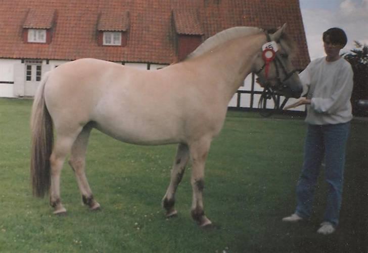 Fjordhest Freja Toft ¤ R.I.P ¤ - Freja Toft første gang hun var til kåring 1993 billede 2
