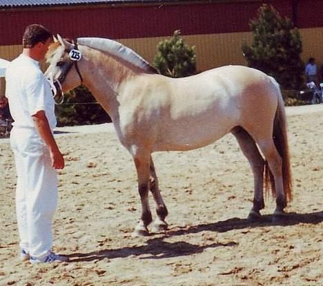 Fjordhest Freja Toft ¤ R.I.P ¤ - Freja Toft 2 gang hun var til kåring 1995 billede 3