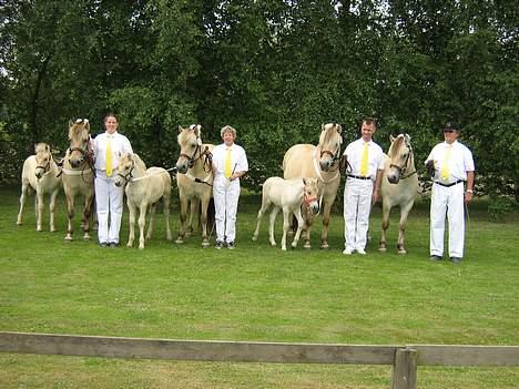 Fjordhest Freja Toft ¤ R.I.P ¤ - Freja Toft m. føl samt afkom: Felicka Strødam m. føl , Felia Strødam m. føl og Fea Strødam billede 4