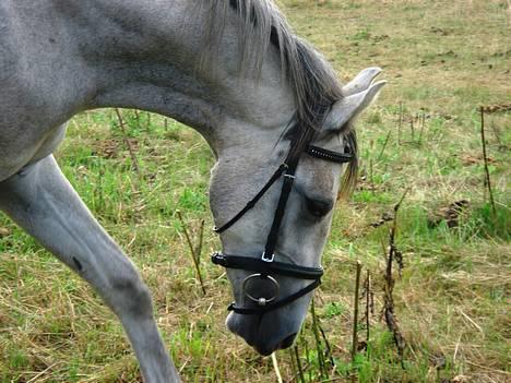 Shagya Araber (SH) <3 Sharabi <3 billede 20