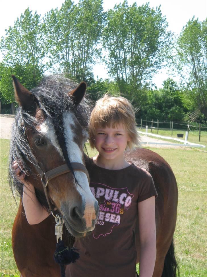 Irsk Sportspony Mr. Glen R.I.P. - Ren KÆRLIGHED<3<3<<3 billede 1