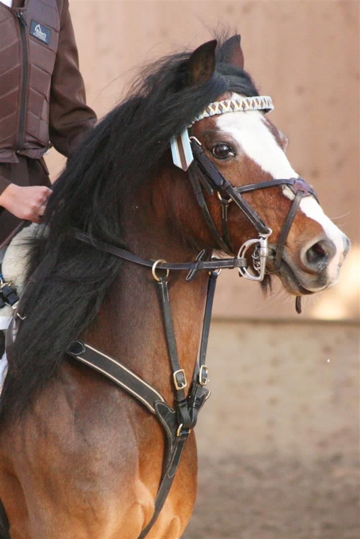 Irsk Sportspony Mr. Glen R.I.P. - Smykke glen. I Love You <3  Fotograf:kaytrin billede 2