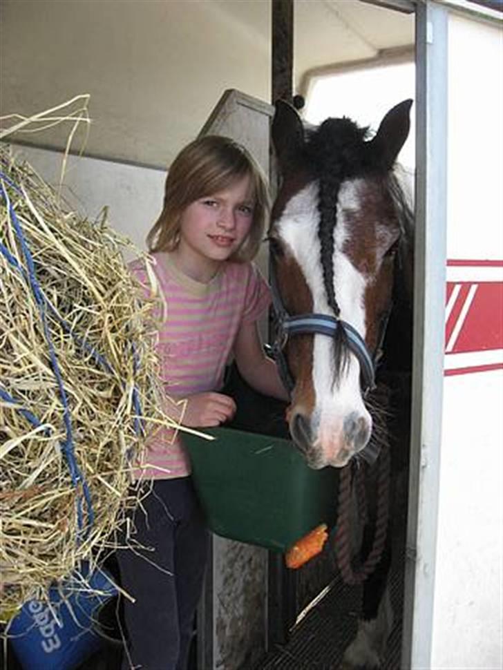 Irsk Sportspony Mr. Glen R.I.P. - Glen i trailer billede 3