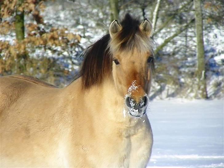 Anden særlig race Nali - Hvil i fred <3 - Livet handler ikke om at finde en man kan leve med, men at finde en man ikke kan leve uden .. 
du er her ikke mere men jeg fortsætter med at kæmpe for dig fordi du fortjener ikke at jeg går ned, du fortjener at se hvor meget du har lært mig, så jeg kæmper billede 2