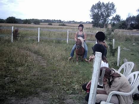 Shetlænder æblehavens : Britney  billede 3