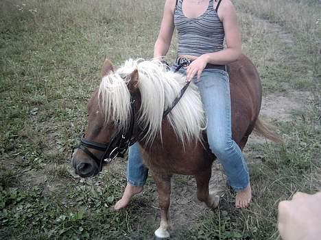 Shetlænder æblehavens : Britney  billede 4