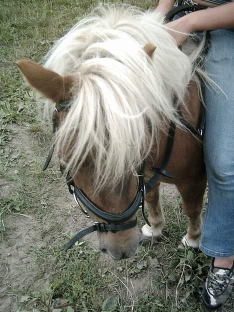 Shetlænder æblehavens : Britney  billede 9