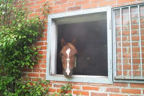 Welsh Pony af Cob-type (sec C) Romy's Elegant - Ellie´kigger <3 billede 9