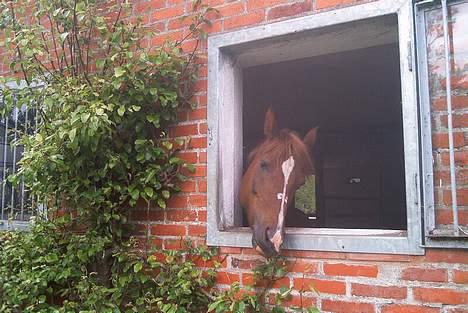 Welsh Pony af Cob-type (sec C) Romy's Elegant - smukke spiser pæretræ . billede 10