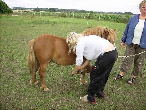 Shetlænder Carano (-Solgt-) billede 13