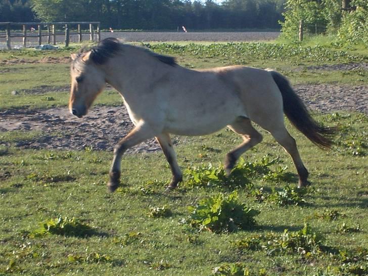Anden særlig race Nali - Hvil i fred <3 - jeg elsker dig mere end ors kan sige, du gør det hele meget mere værd.. du kan ikke erstattes af nogen anden pony, fordi du var og er helt unik .. you raise me up<3 billede 3