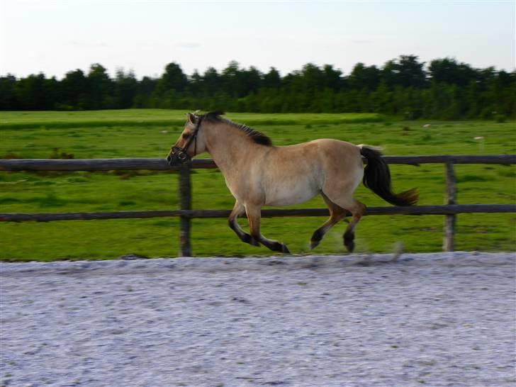 Anden særlig race Nali - Hvil i fred <3 - man kan diskutere med en hingst, overbevise en vallak, men man skal spørge en hoppe om lov.
må jeg være din forevigt? <3 billede 4