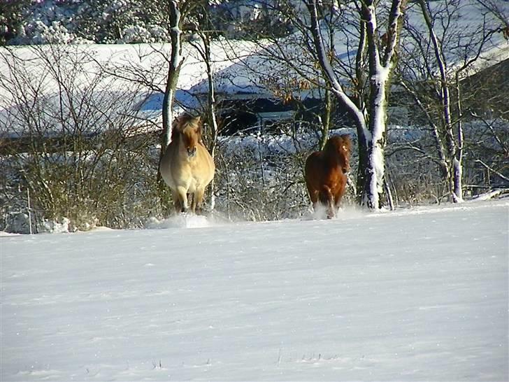 Anden særlig race Nali - Hvil i fred <3 - The horse is the most beautiful of God´s creations.”
if i let go i will never know what my life could be <3 billede 5