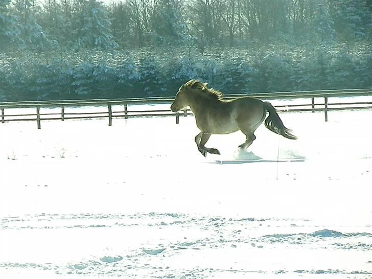 Anden særlig race Nali - Hvil i fred <3 - når jeg ser på dig indrømmer jeg blankt - du gør mig blød i knæene - what's outside of a horse is good for the  inside of a man. 
you're so good for my soul <3 billede 6
