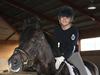 New Forest Mister Malthe ELITEHINGST [Tidl. hest]