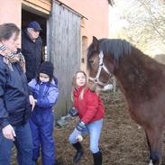 Welsh Pony af Cob-type (sec C) Gribsvads Rhapsody