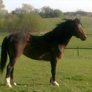 Welsh Pony af Cob-type (sec C) Gribsvads Rhapsody