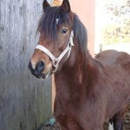 Welsh Pony af Cob-type (sec C) Gribsvads Rhapsody