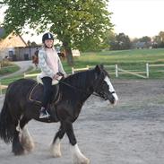 Irish Cob Finnuala Of Ireland