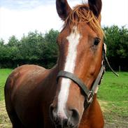 Frederiksborg Conrad