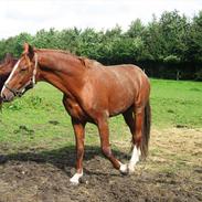 Frederiksborg Conrad