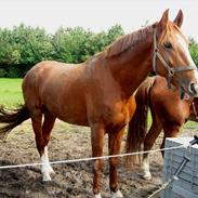 Frederiksborg Conrad