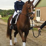 Anden særlig race Cassiopeia Star (Reba)