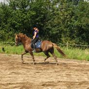 Anden særlig race Cassiopeia Star (Reba)
