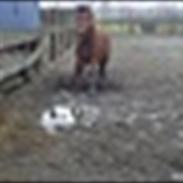 New Forest Skovlundegård´s Amadeus<3