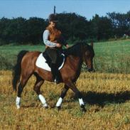 Arabisk fuldblod (OX) Grafic