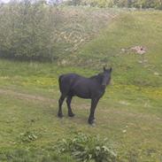 Anden særlig race Ydun