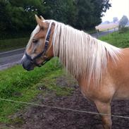 Haflinger Naja