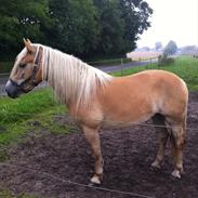 Haflinger Naja