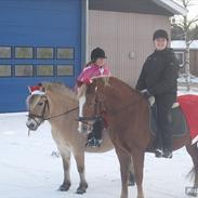 Fjordhest Makitta Østerkær