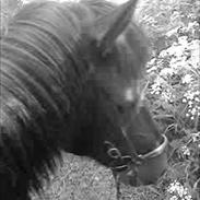 Islænder Tíbrá - solgt