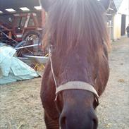 Islænder Tíbrá - solgt